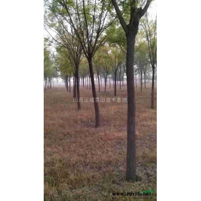 國槐8公分量大·10-12公分裸根國槐量大·裸根國槐緊急出售