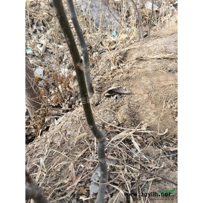 *新3公分山桃樹價格·3公分占地山桃樹·*新6公分山桃樹價格