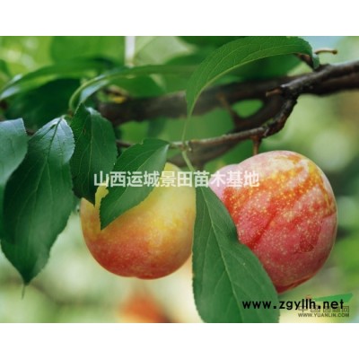 *新國槐價格·3公分國槐·山西4公分國槐·3公分國槐價格詳情