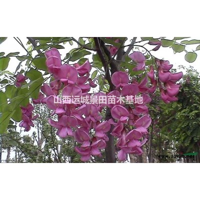 緊急出售國槐價格/9公分國槐/10公分國槐/11公分國槐價格