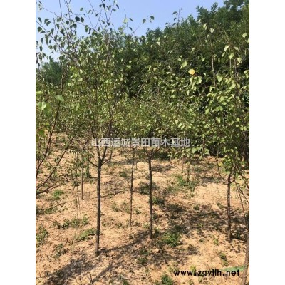 地徑50公分量樹干直徑5公分山楂樹圖片·10公分山楂樹價格