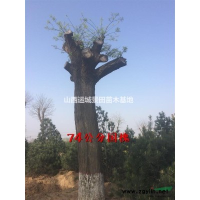 5公分5公分櫻桃樹·五公分五公分櫻桃樹·5公分占地櫻桃樹價格