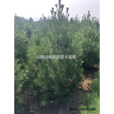 8公分占地桃樹圖片·8公分占地桃樹價錢·8公分桃樹產(chǎn)地