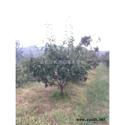 出售桃樹6公分-桃樹7公分=占地8公分桃樹價格量大
