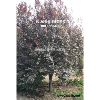 9公分石榴樹基地·11公分石榴樹產地·12公分石榴樹價格多少
