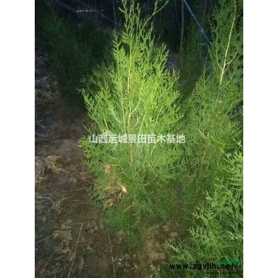 蜀儈規(guī)格報價·3-6公分蜀儈價格·2-3米蜀儈價格