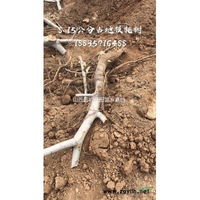 3公分山楂苗·3公分掛果山楂苗·3公分山楂苗產地價格批發
