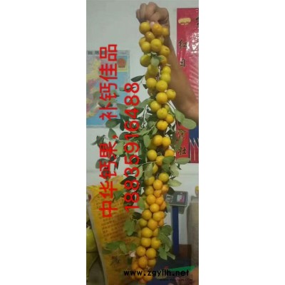 山西塔柏產(chǎn)地·塔柏別名儈柏·蜀儈基地·柏樹·儈柏產(chǎn)地