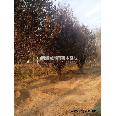 杏苗產地·杏樹種植基地·嫁接梅花的杏樹樁批發價格