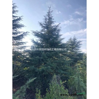 櫻花基地，8公分櫻花價格，10公分櫻花價格多少錢一棵