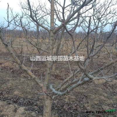 3米高塔柏價格=3米5塔柏基地=4米塔柏產地批發價格