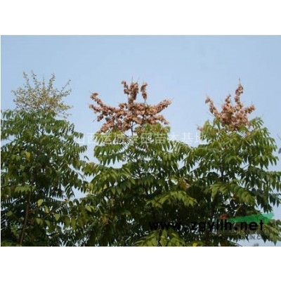 山西紅葉李基地·地徑10到15公分紅葉李價(jià)格20公分紅葉李多少錢