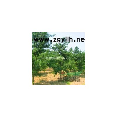 供應(yīng)精品無患子25公分一支