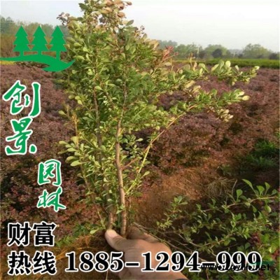 珍珠梅-珍珠梅批發、促銷價格、產地貨源 -