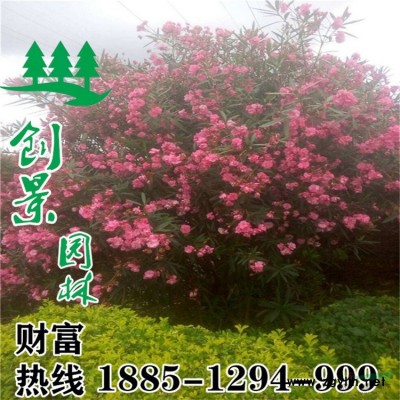 精品美人梅_價格_圖片_產地報價表-