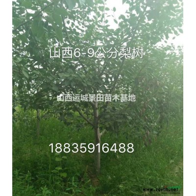 *新紅葉李價(jià)格·3公分5公分紅葉李·5-10公分紅葉李價(jià)格