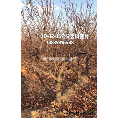 紅葉李（2·3·4·5·6）公分紫葉李價(jià)格 供應(yīng)山西苗圃紫葉