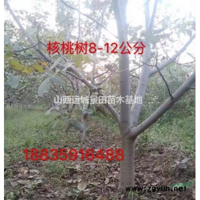 緊急出售山楂樹·6公分山楂樹7公分山楂樹·6公分山楂樹緊急