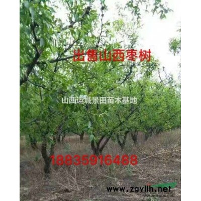 2米蜀儈價(jià)格·3米蜀儈價(jià)格·3.5米蜀儈價(jià)格供應(yīng)山西蜀儈產(chǎn)地