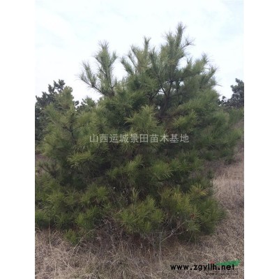 早熟桃樹圖片·晚熟桃樹產地·掛果桃樹介紹·供應山西地區桃樹