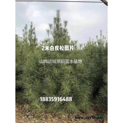 *新國槐價格·15公分國槐15公分國槐·山西國槐價格信息