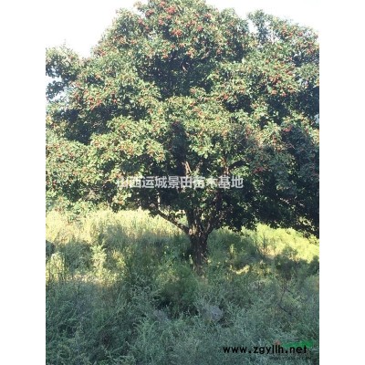 出售山西大規格紅葉李量大·3公分紅葉李5公分紅葉李量大