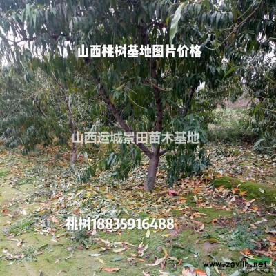 山西供應大國槐·50公分60公分70公分大國槐山西運城國槐價