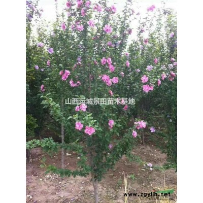 柿子樹·大的柿子樹·原生柿子樹·大規(guī)格柿子樹產地供應山西地區(qū)