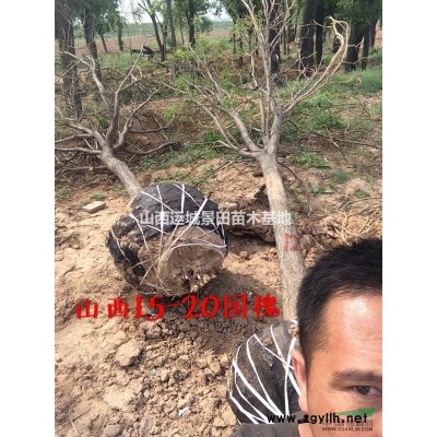 柿子樹_柿子樹價格行情_柿子樹多少錢_山西柿子樹報價