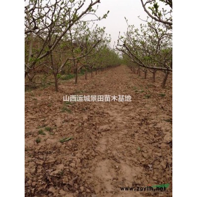 山西3公分紅葉李價(jià)格緊急·山西緊急出售3-5公分紅葉李價(jià)格