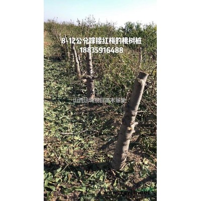 紅葉李價(jià)格·6-8公分紅葉李·8-10公分紅葉李價(jià)格價(jià)格