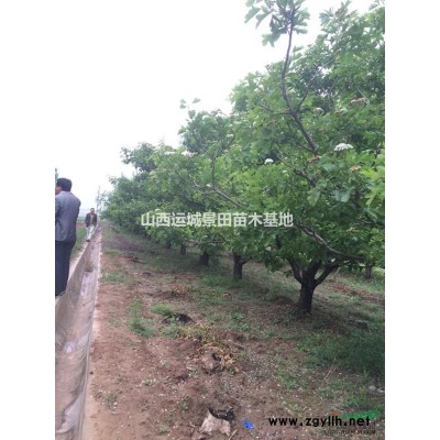 桃樹價錢=8公分桃樹樁+10公分桃樹樁+12公分桃樹樁價錢