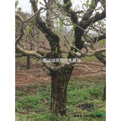 8-10公分獨桿柿子樹價格·10-12公分獨桿柿子樹圖片供應