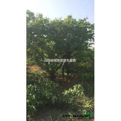 占地紅葉李價格·3公分5公分6公分紅葉李·嫁接紅葉李詳情供應