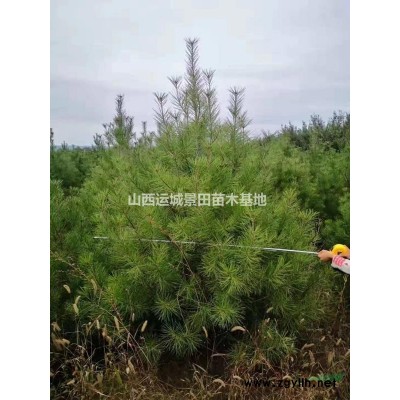 *新15公分柿子樹價格·*新20公分柿子樹價格·*新柿子樹價