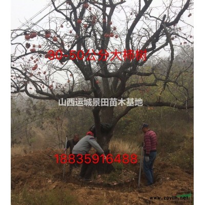 山西地區供應花椒苗、30公分、50公分花椒苗、70公分花椒苗