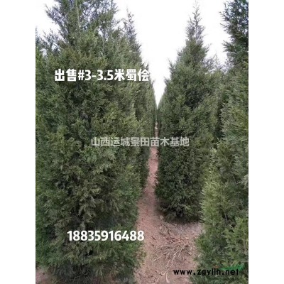 今天10公分山楂樹·現在10公分山楂樹價格行情山西山楂樹供應