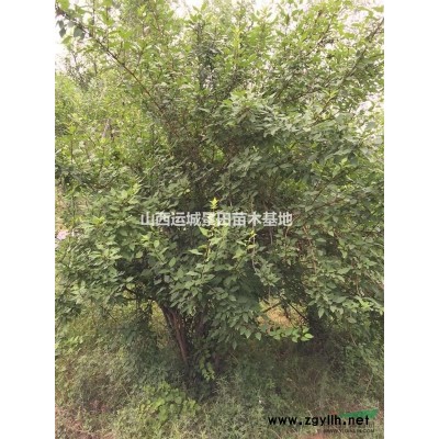 5公分山楂樹(shù)5公分山楂樹(shù)圖片·6公分山楂樹(shù)價(jià)格詳情供應(yīng)5公分