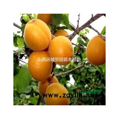 3至4公分紅葉李·3至5公分紅葉李報(bào)價(jià)·3公分紅葉李單價(jià)更新