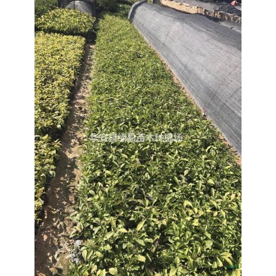 福建小葉欖仁20公分