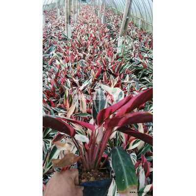 金桂 桂花圖片  金桂 桂花報價