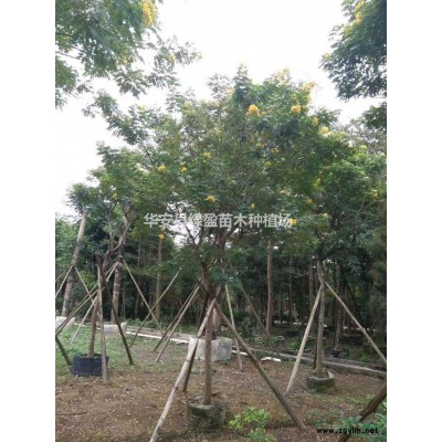 優質特價火山榕柱產地直銷