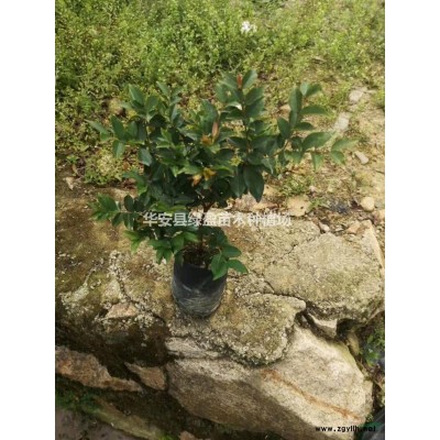 福建黃金香柳球1米1米的價(jià)格130元 批發(fā)/供應(yīng)