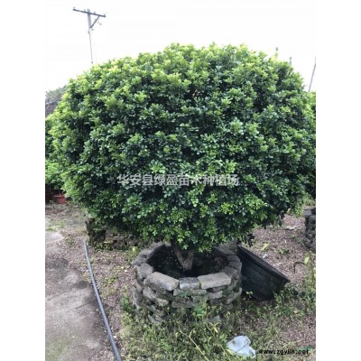 優(yōu)質(zhì)特價(jià)黃花槐產(chǎn)地直銷 價(jià)格實(shí)惠