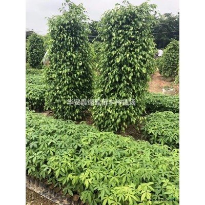優(yōu)質(zhì)特價(jià)黃葛樹，大葉榕產(chǎn)地直銷  量大從優(yōu)