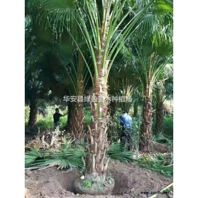 2021年福建木棉新報價