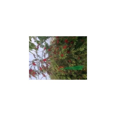 福建蒲葵*新報(bào)價(jià)/蒲葵圖片