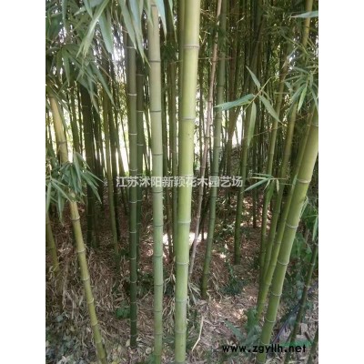 供應造型黃楊丶黃楊盆景丶黃楊球丶黃楊苗