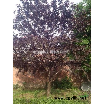 金鑲玉竹價格_金鑲玉竹圖片_金鑲玉竹綠化苗木苗圃基地