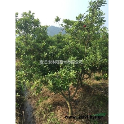 藤本月季價格_藤本月季產地_藤本月季綠化苗木苗圃基地